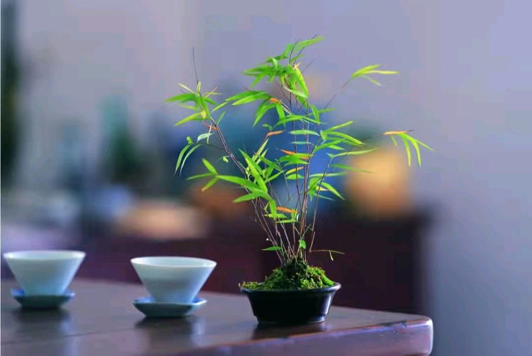 七绝.茶（新韵）郭智伟