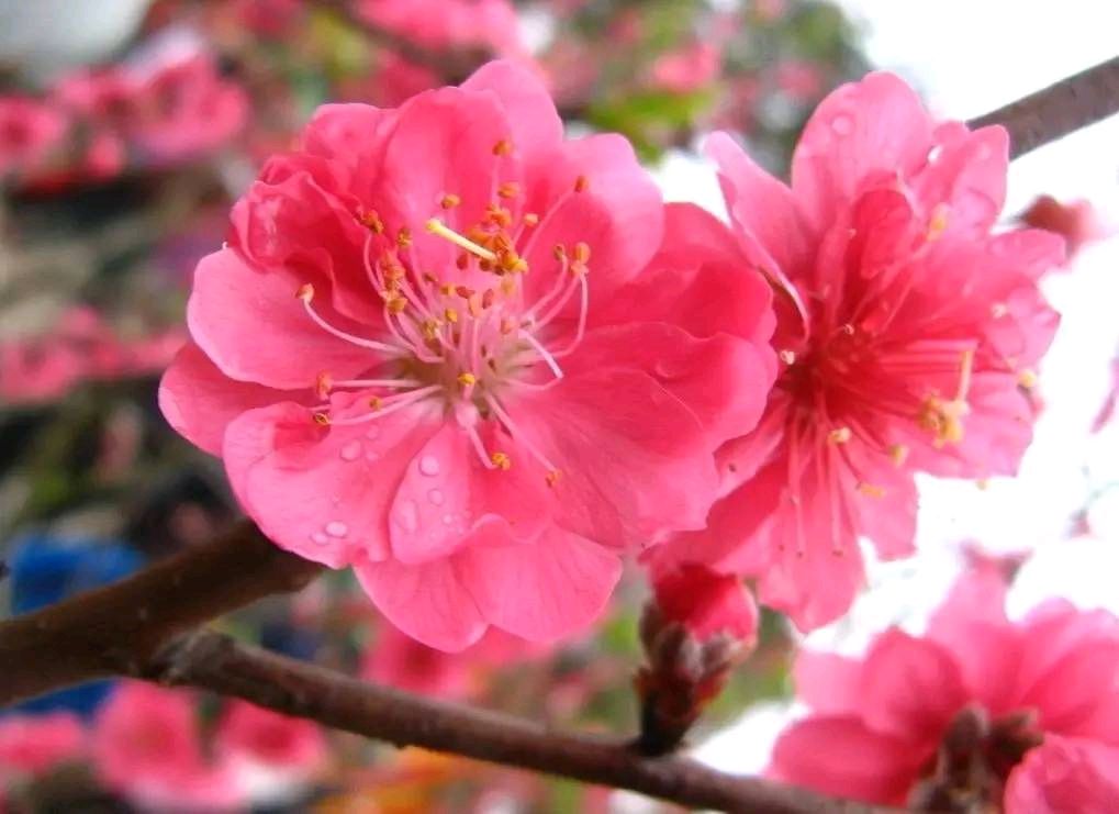 桃花/书乐(图2)
