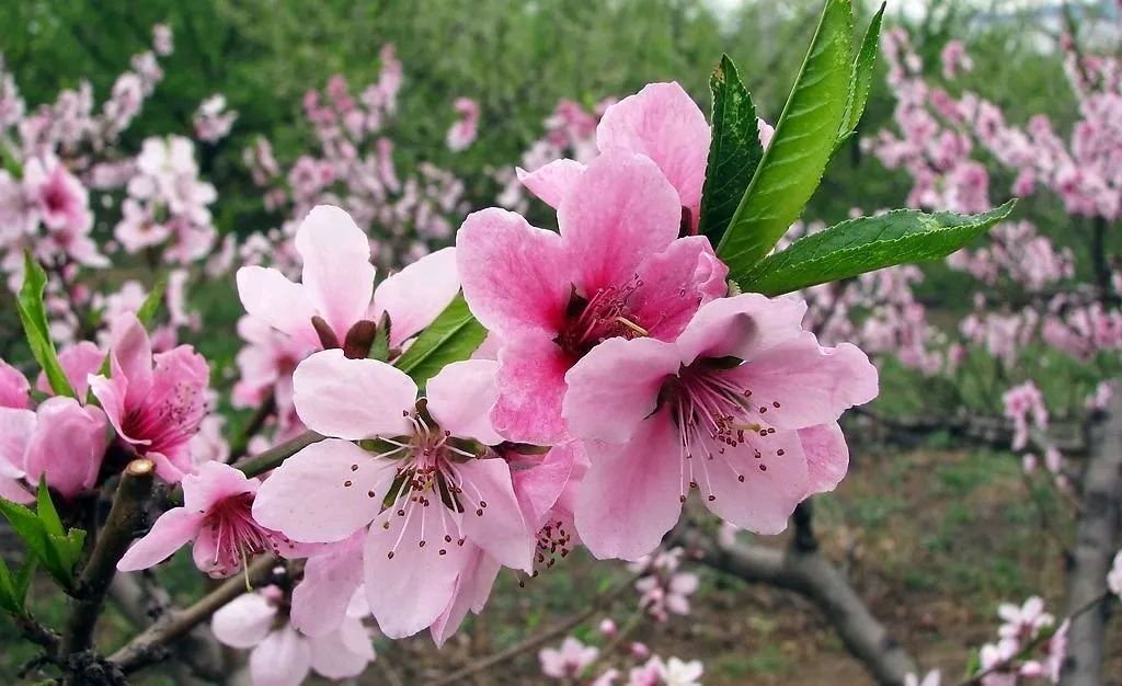 桃花/书乐(图3)