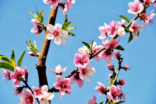 桃花/书乐(图4)
