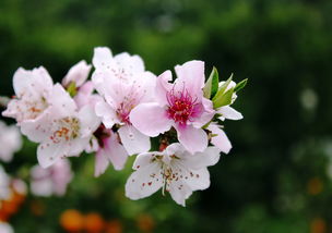 桃花/书乐(图2)
