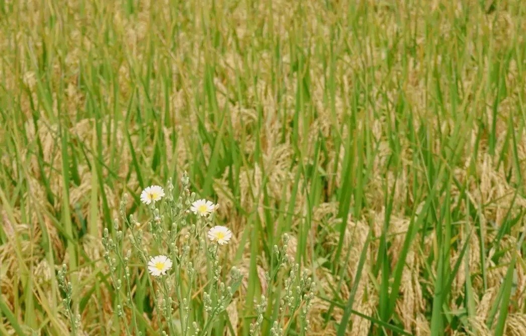 仙城田园风光/田兴才（图4）