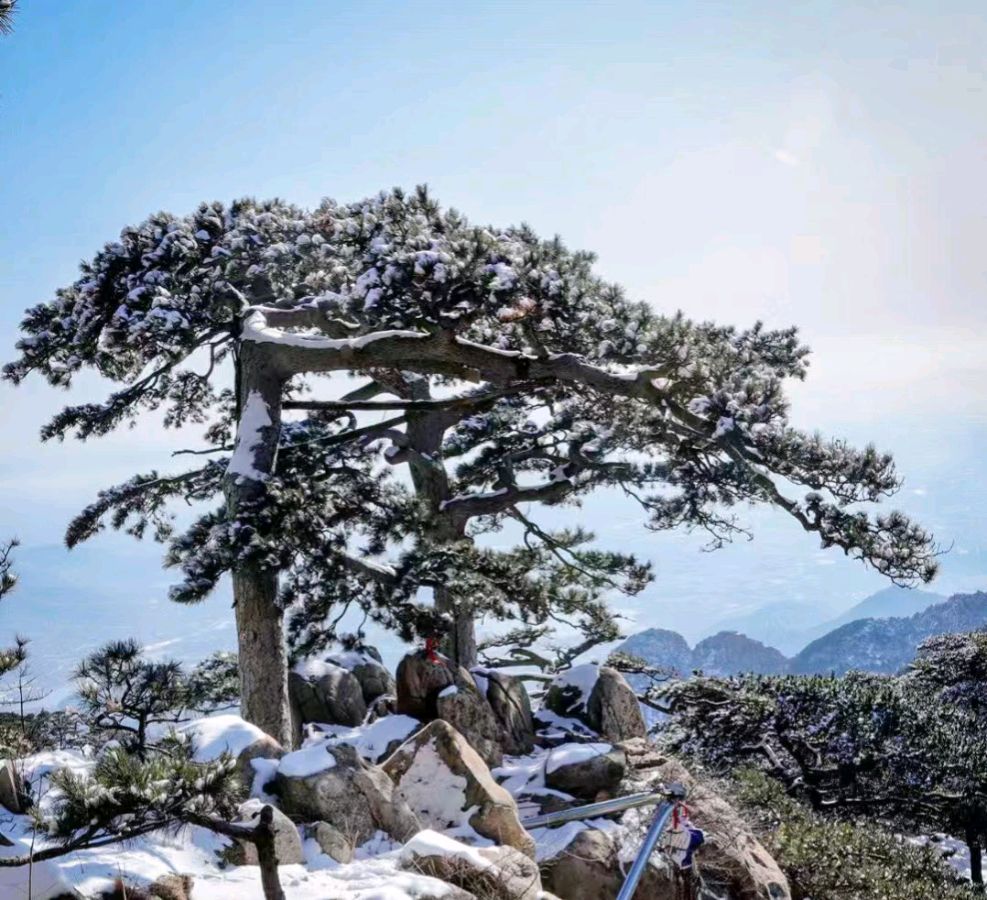 题诗友泰山娃《夫妻树》照 外五首／作者优秀诗人白真明老师请欣赏（图4）
