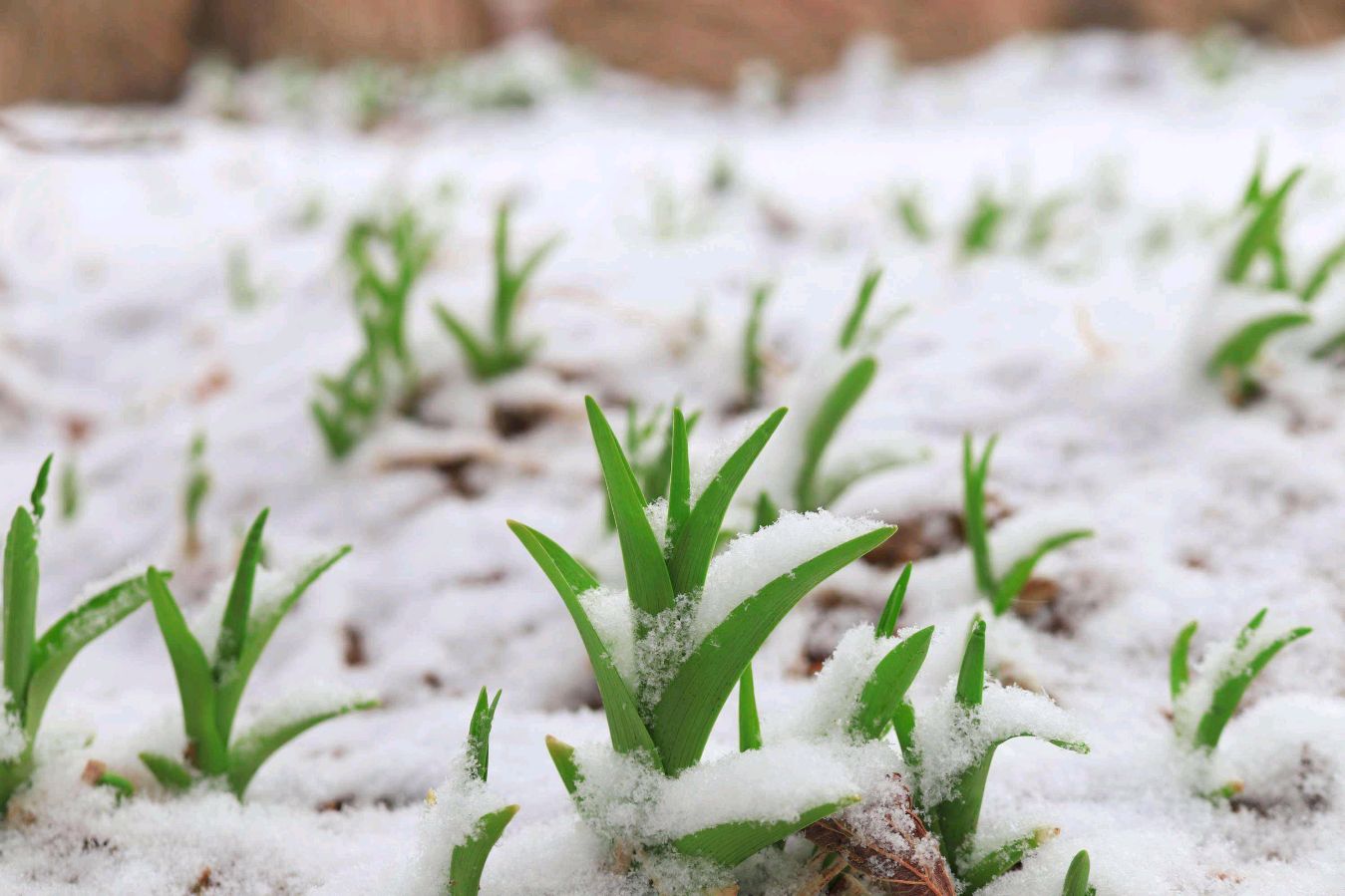 【春雪二首】作者／优秀诗人（本溪 山风）冯其兰请欣赏（图4）
