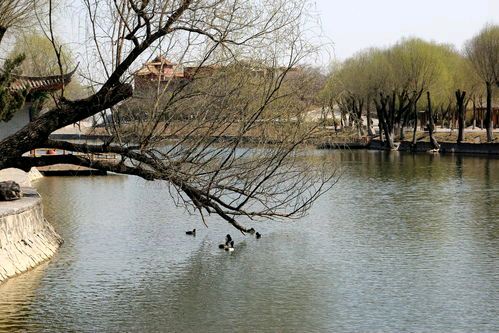 癸卯二月初一（外五首）/杨忠昌 诵读/春风十里（图2）