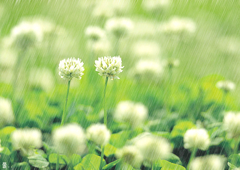 【神都诗社】第047期《春雨》（图13）