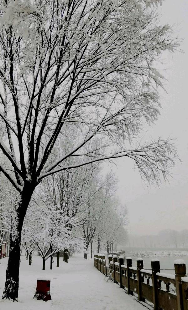春雪/诗魂‖作者:妙雅心香&诵读:残云【雅诗总会】(图2)