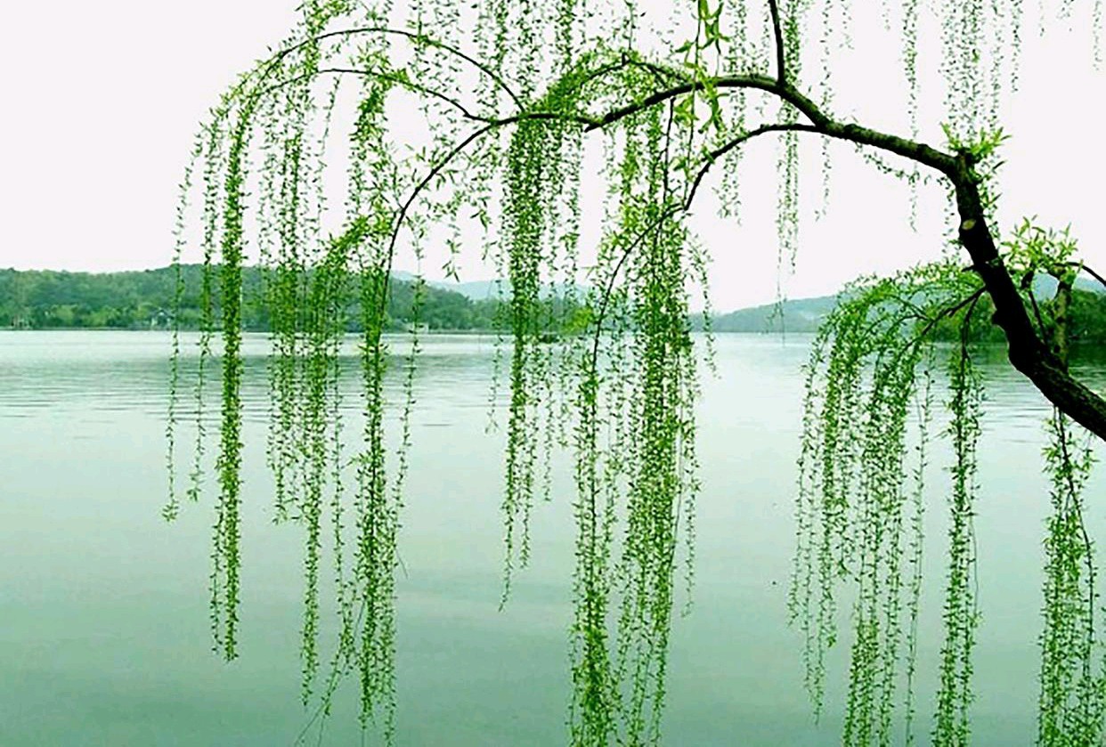 优秀请人黄兴民《七绝•惊蛰吟》外两首请欣赏（图6）