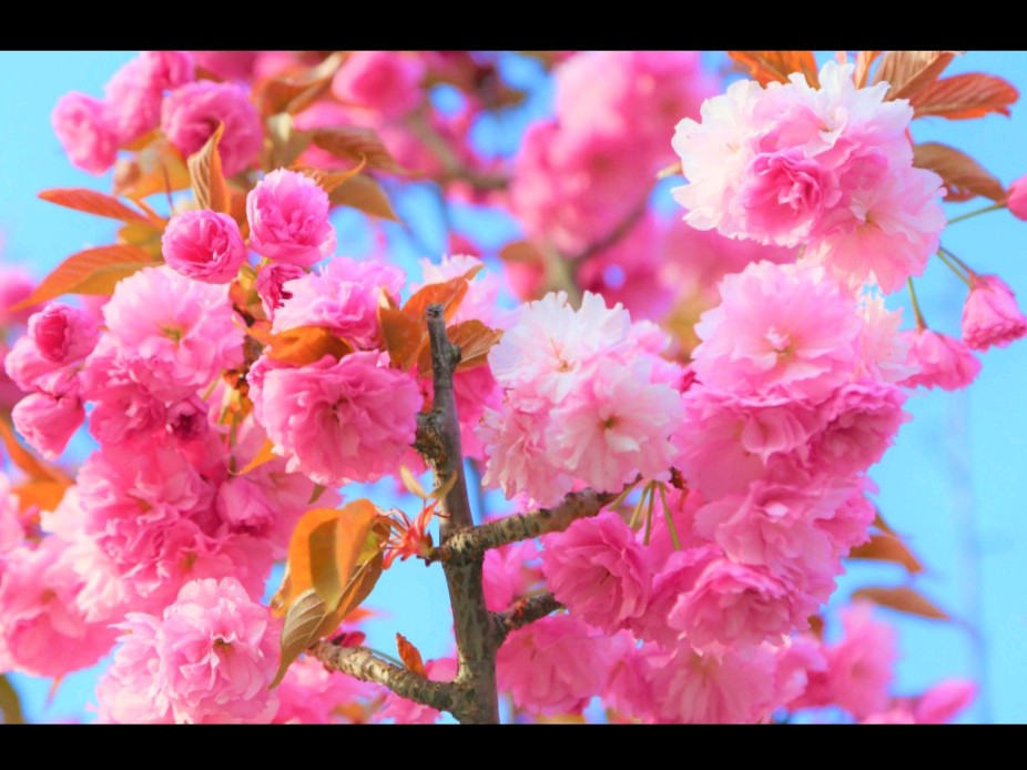 《七律 妇女节》诗人：柳鸣（图4）