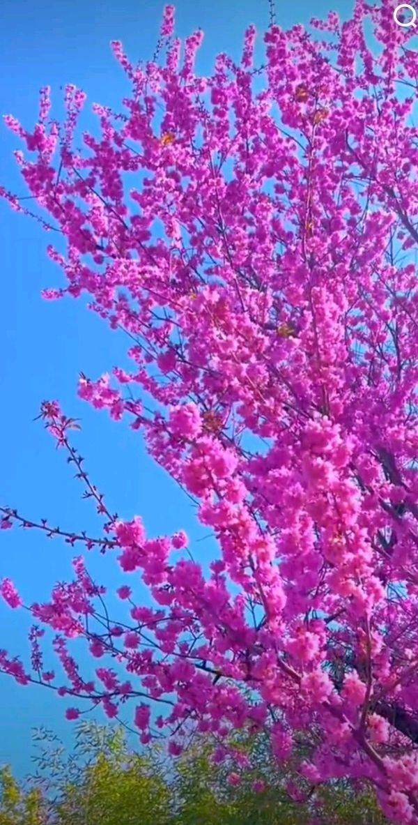 分享（新疆）诗人李致勤老师《庆节献诗颂女神》请欣赏（图9）