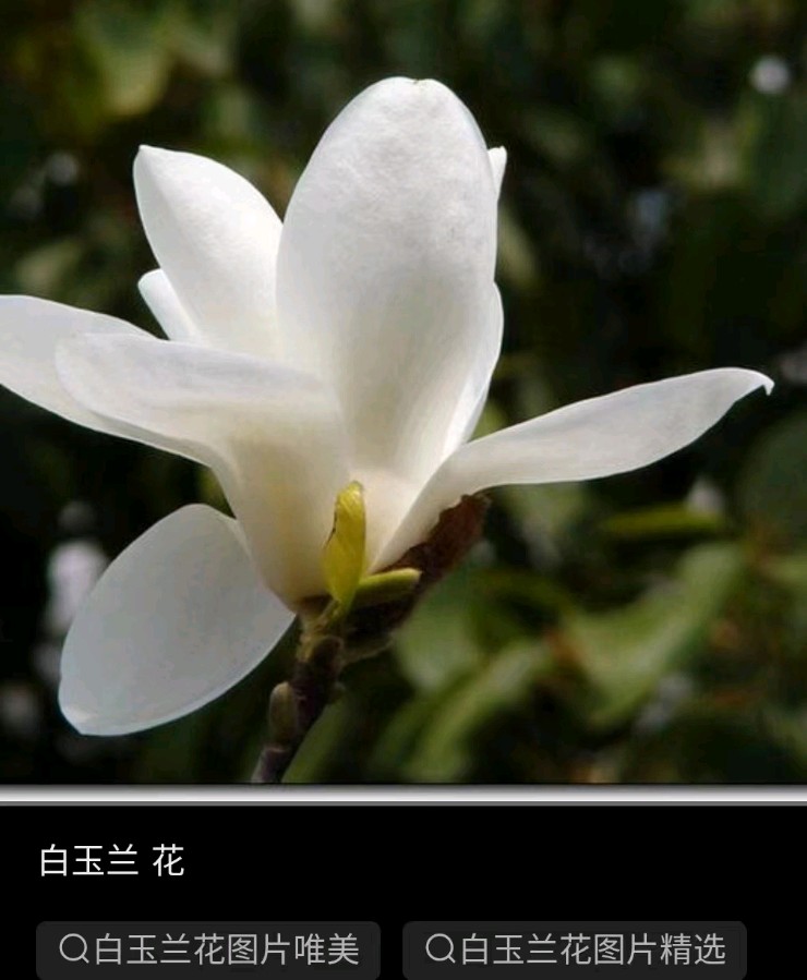 美诗欣赏——白玉兰(外两首)‖作者:陈丽（图2）