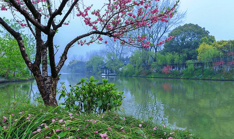 《七律 挖荠菜》诗人：柳鸣（图2）