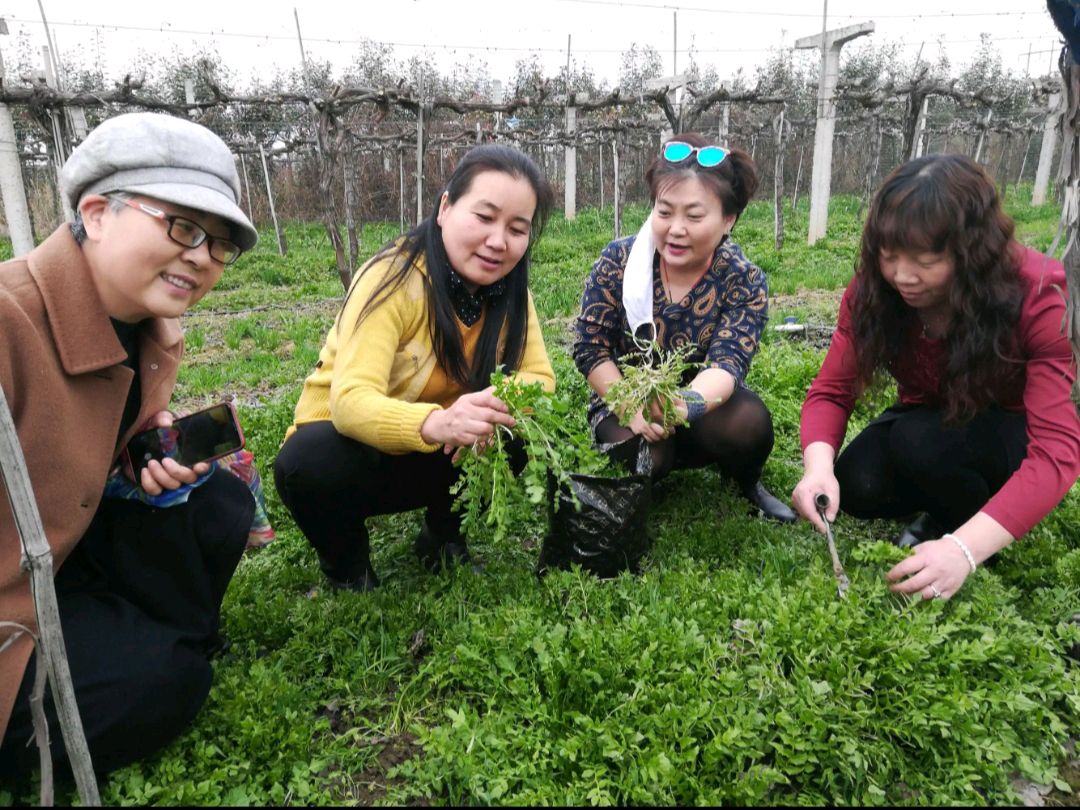 《七律 挖荠菜》诗人：柳鸣（图3）