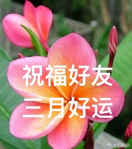 光明在前一写在癸卯年三月的春天里/李景和(图2)
