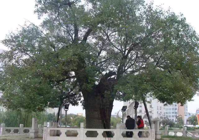【自由体新诗】《岁月独白》作者：郑金波（图2）