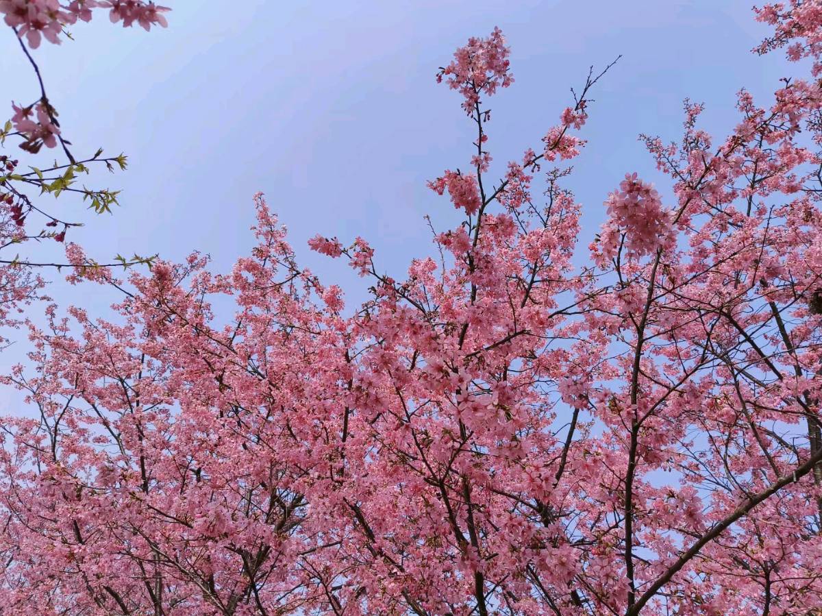 《七律 饶丰赏春樱》作者:吴云钦(图4)