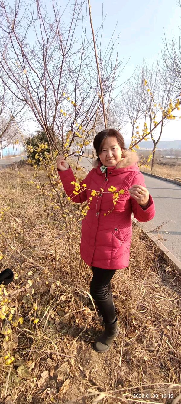 精美藏头诗欣赏之六十九作者:白莲/腊梅【雅诗总会】（图19）