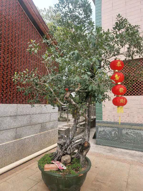 临江仙·桥仔头墟/诗歌：庄温英、 摄影：梧闽（图2）