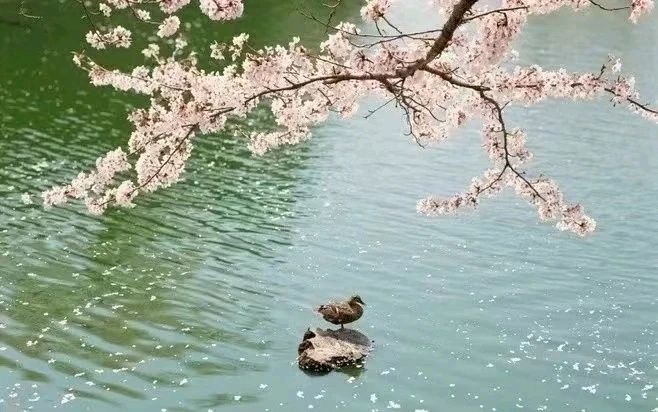 【国风湖南第32期】听雨