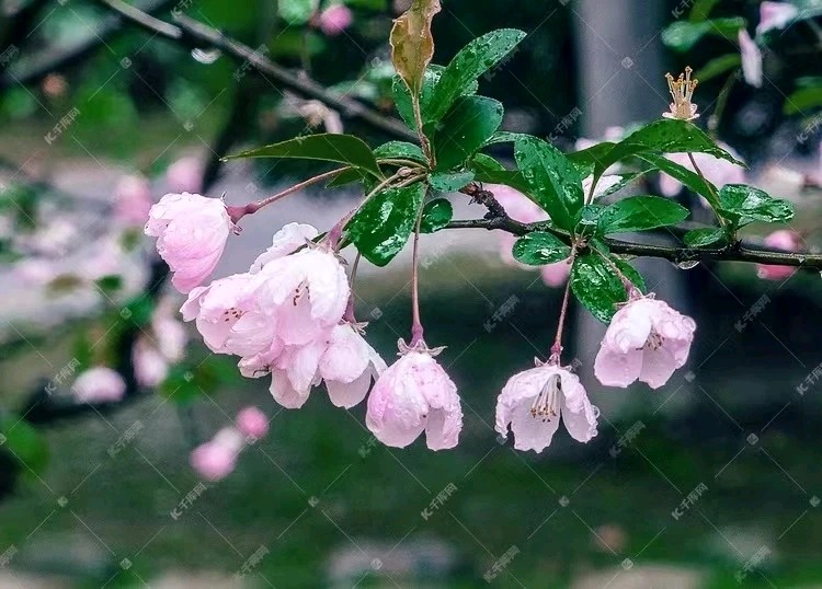 【国风湖南第32期】听雨(图3)