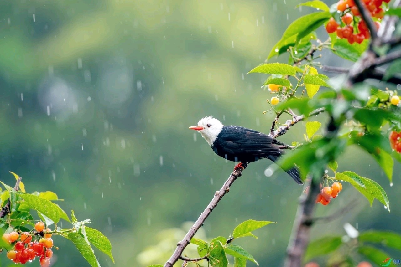 【国风湖南第32期】听雨(图7)