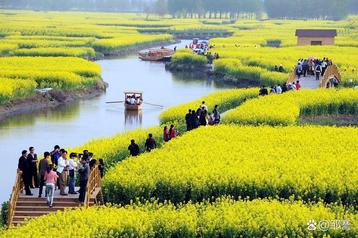 【齐鲁风】分享 齐鲁霓虹老师《油菜花》十首请欣赏（图6）