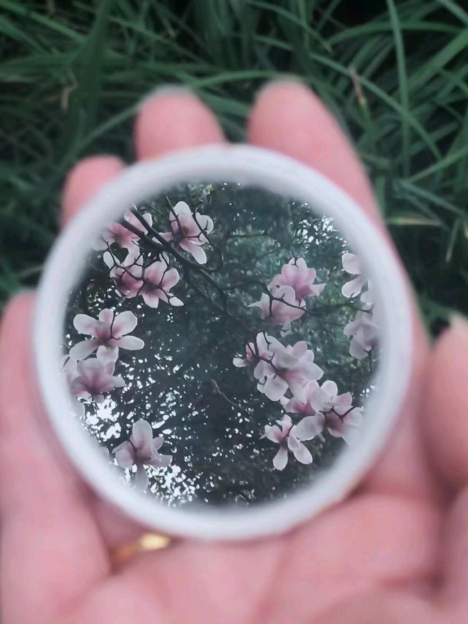 【北京头条】分享福建优秀诗人（本初）罗恭场老师《花雨纤尘》外一首请欣赏（图5）