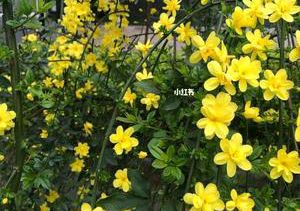 【齐鲁风】分享（吉林）优秀诗人平湖老师《七绝•春韵》五首请欣赏（图4）