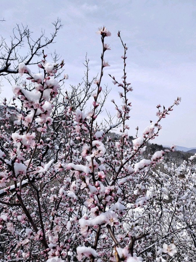 【枫雅汇看图约诗】诗人陈江《220期》（三月桃花雪）（图4）