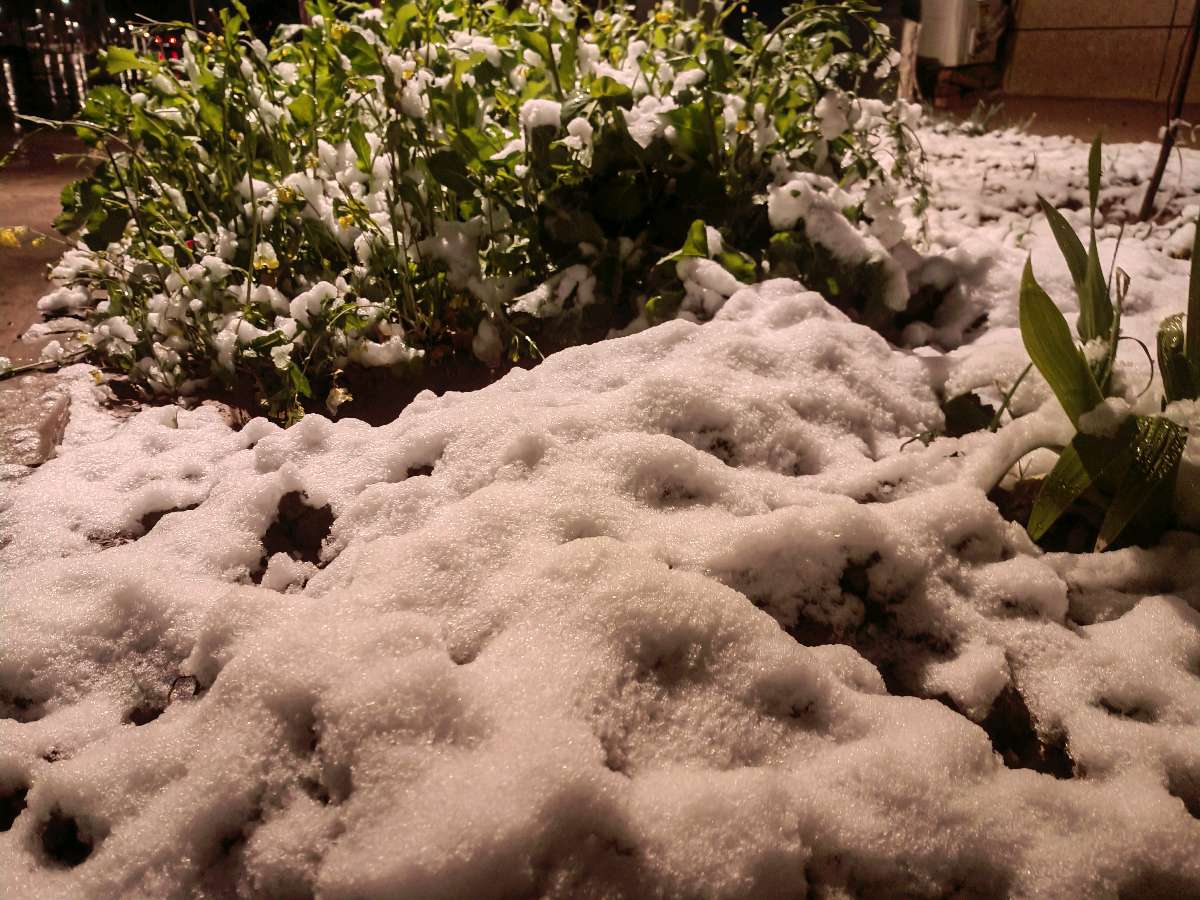 【自由体】《桃花雪》作者：范言斌（图2）