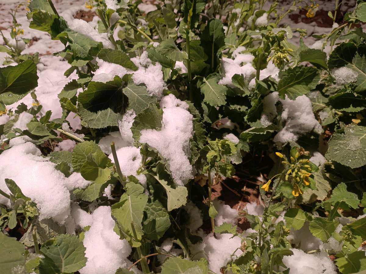 【自由体】《桃花雪》作者：范言斌（图3）