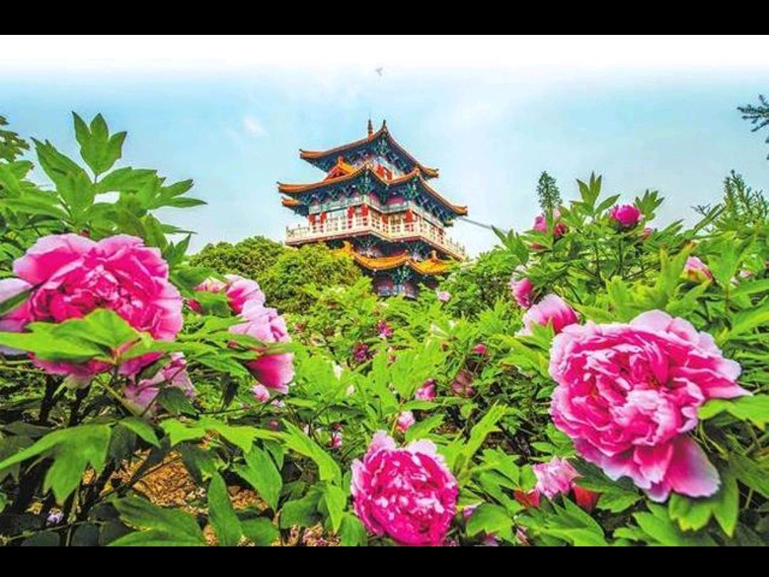 《观洛阳牡丹》（中华新韵）作者：罗平（河南鹿邑）（图2）