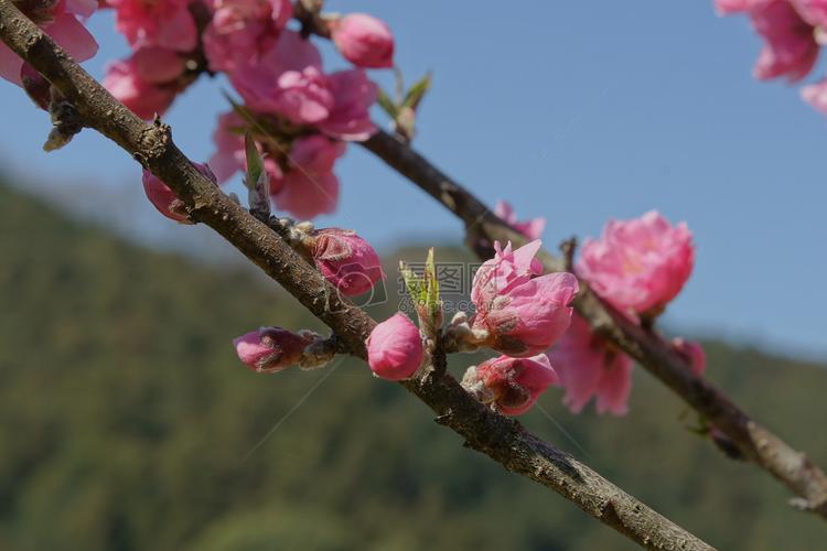【齐鲁风】分享 优秀诗人爱家心静老师七绝一组请欣赏（图6）