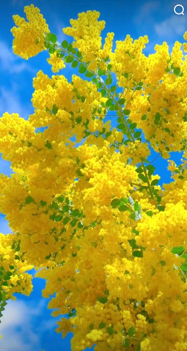 【齐鲁风】分享优秀作家诗人姚树学老师《七律•冰凌花》请欣赏(图24)
