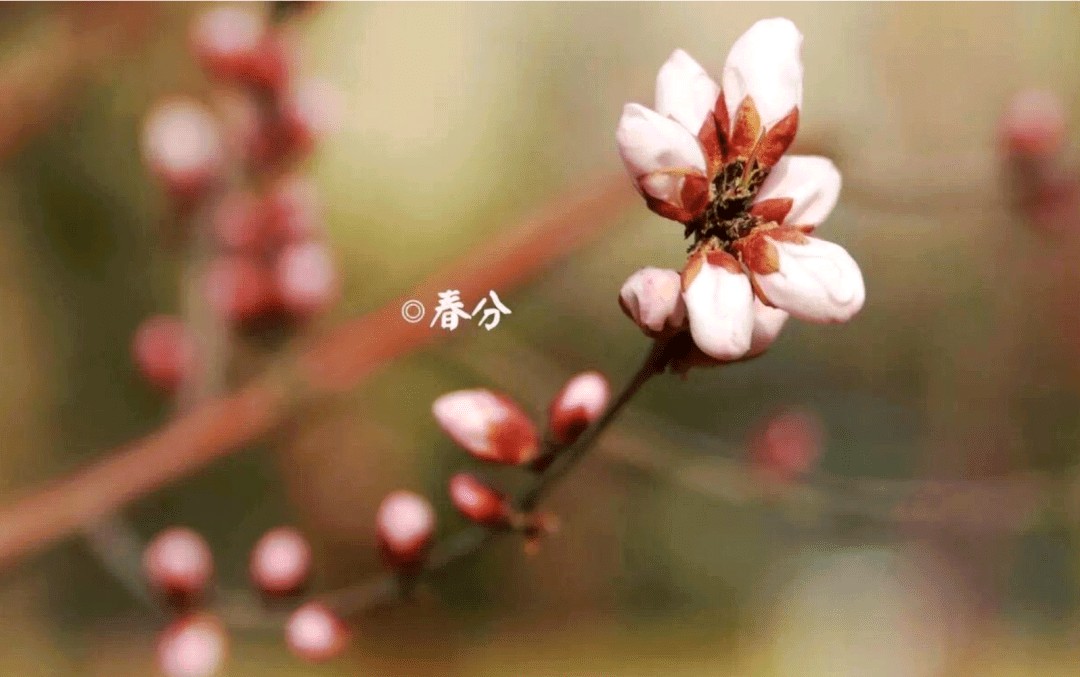 春分（外一首）/线连石