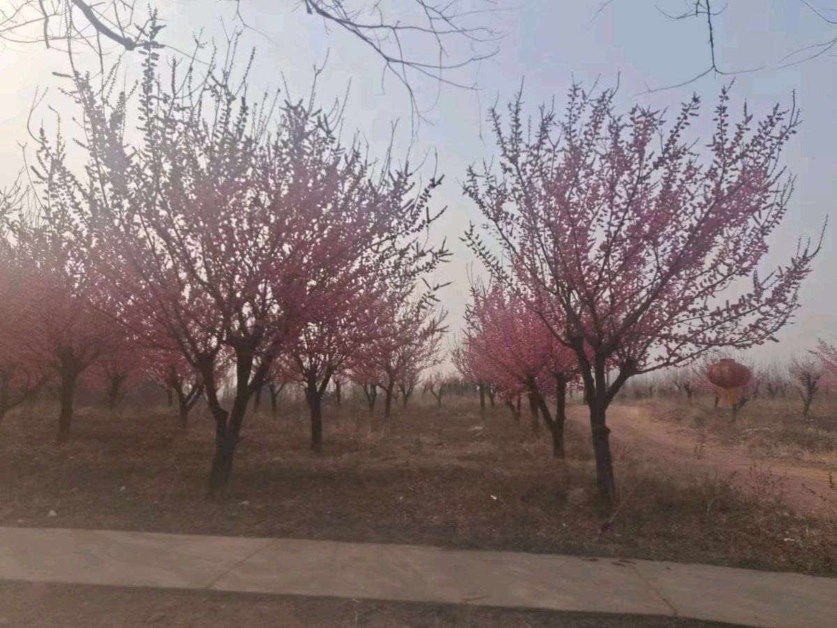 【齐鲁风】分享优秀诗人（厚甫）沈沛忠老师佳作请欣赏（图6）