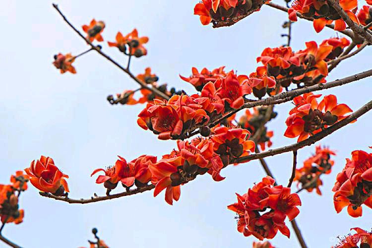齐鲁风分享姚树学诗十二首请欣赏(图5)