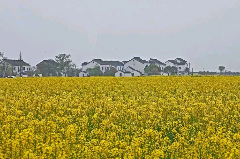 【北京头条】分享胡清普《和汉阳船厂夏总踏青仙桃》请欣赏（图5）