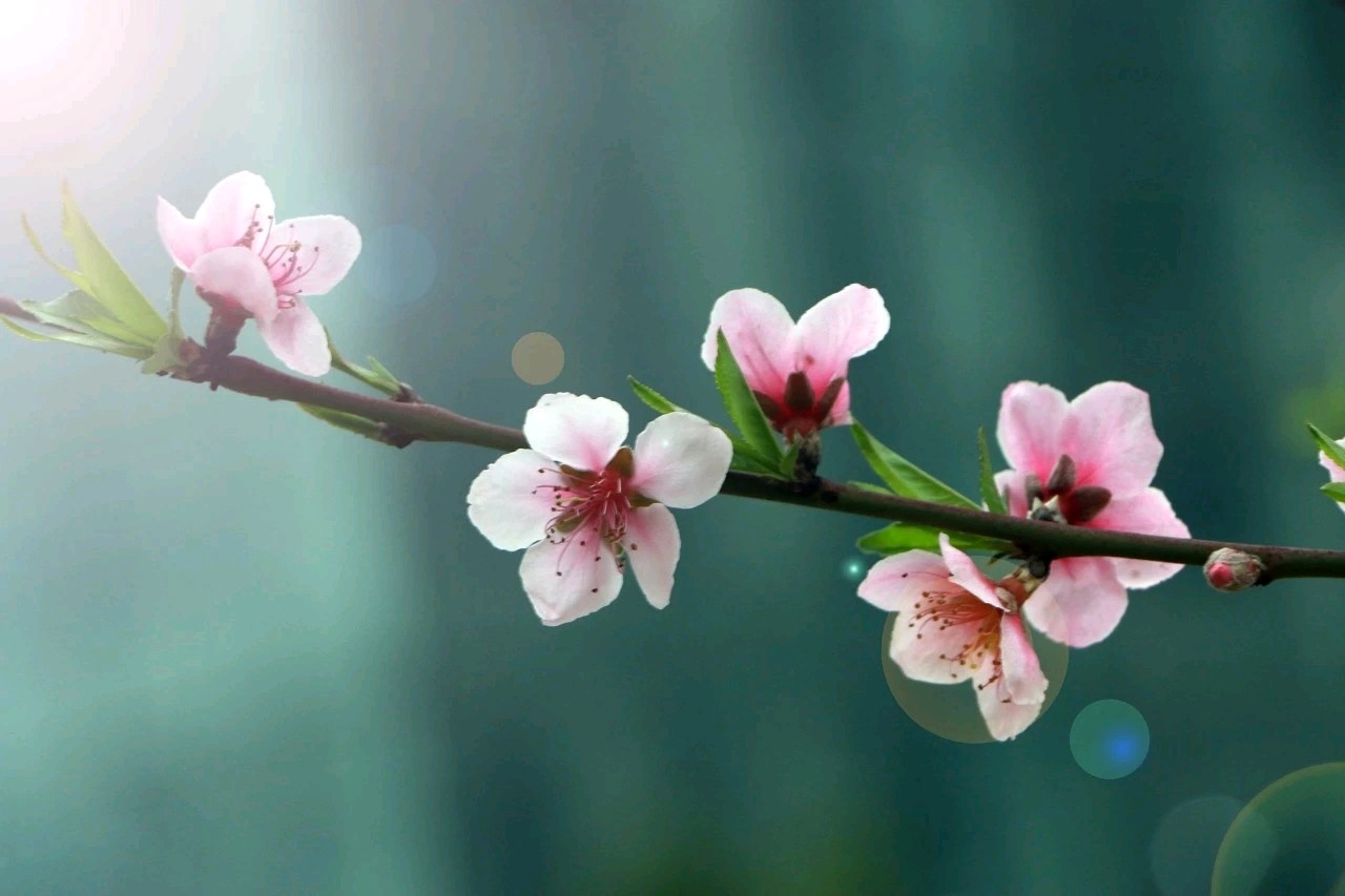 【诗词鉴赏】七律•桃花 文/张国山（图4）