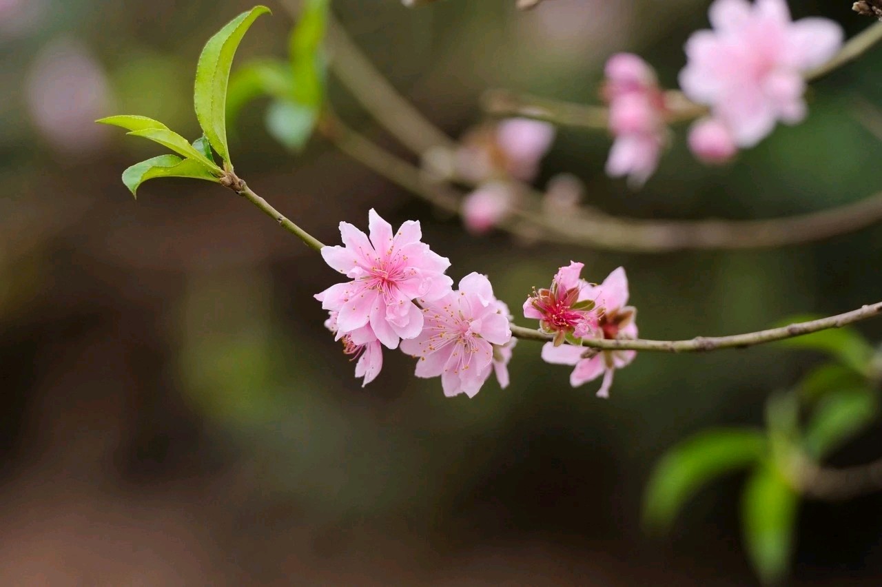 【诗词鉴赏】七律•桃花 文/张国山（图3）