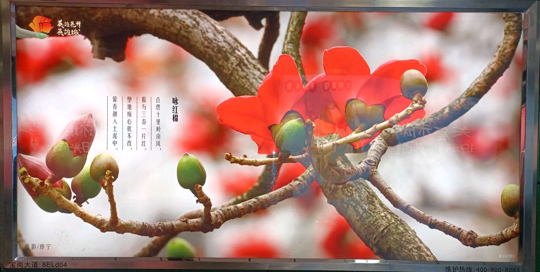 木棉颂 作者:林柏仰(图3)