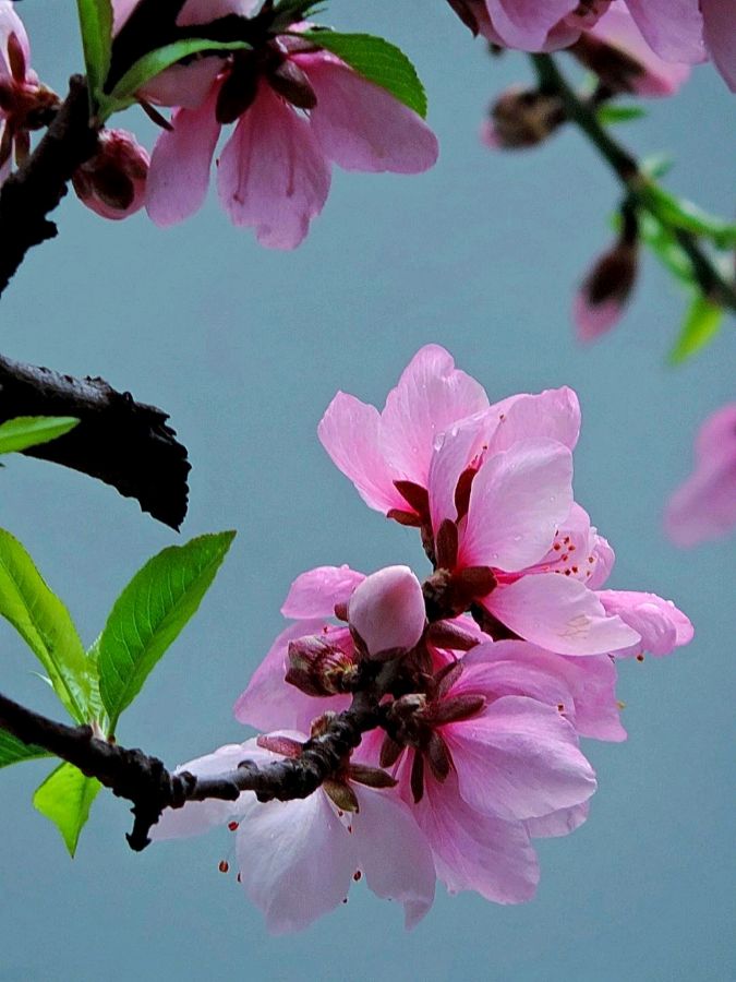 【神都诗社】第049期《桃花》（图6）