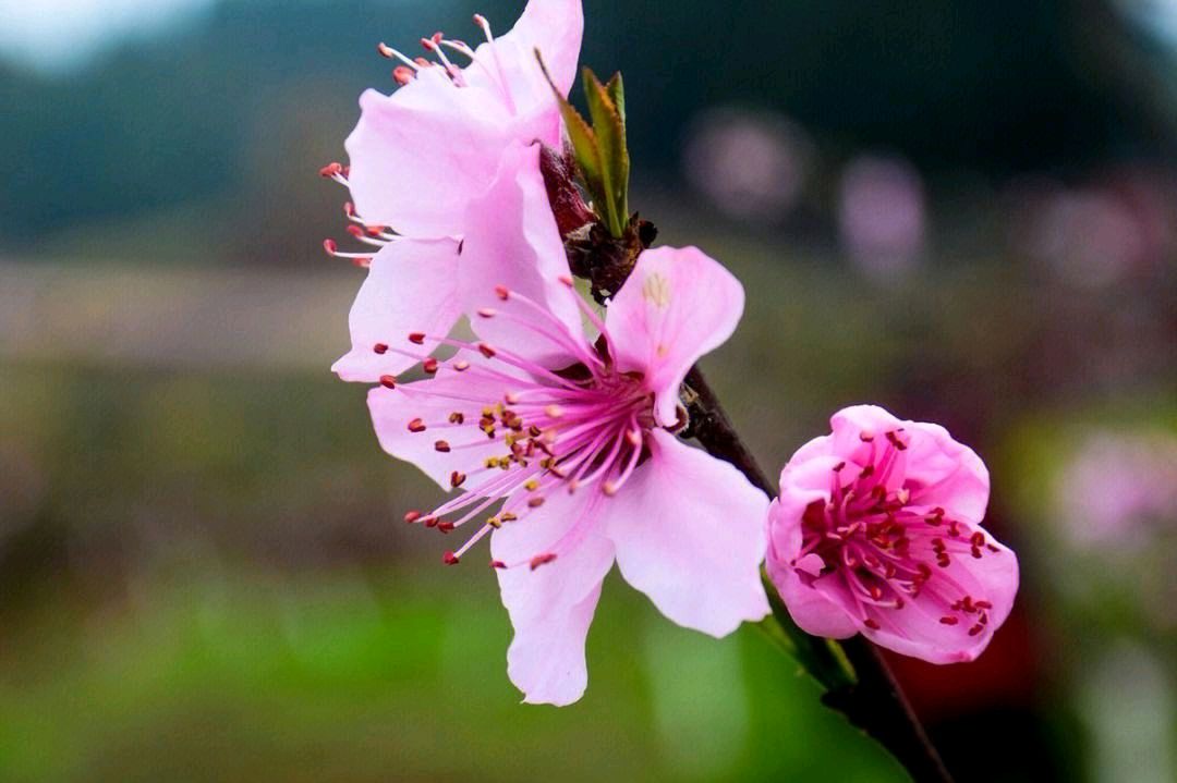 【神都诗社】第049期《桃花》（图10）