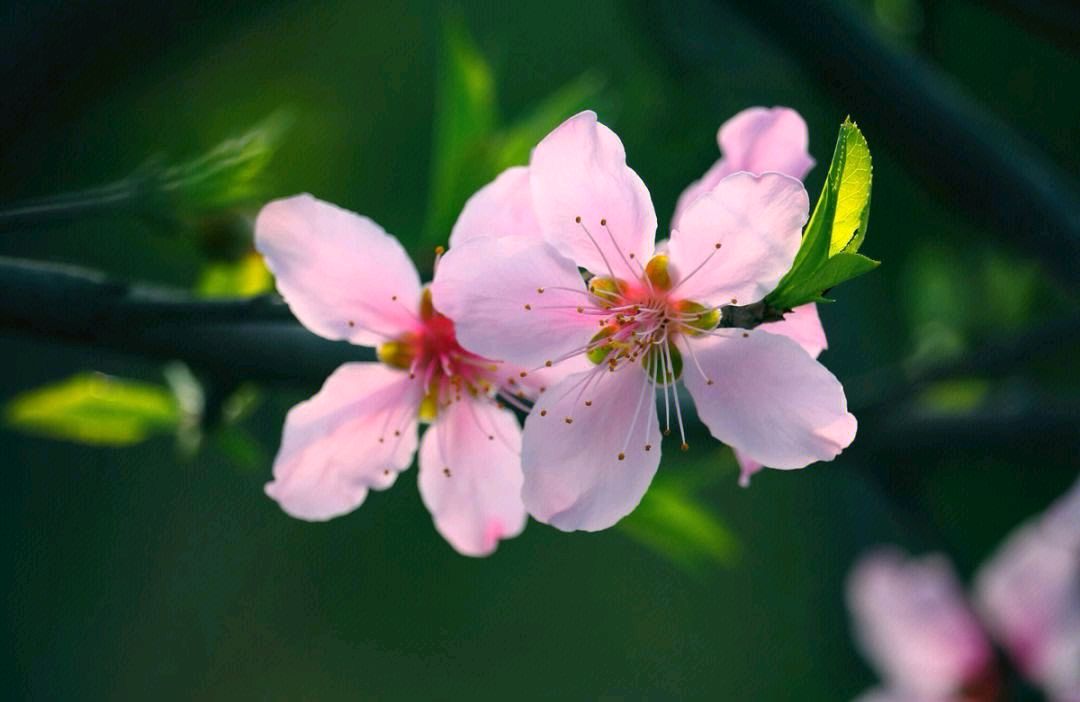 【神都诗社】第049期《桃花》（图9）