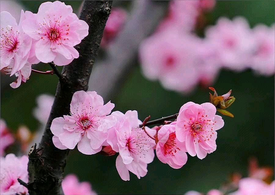 【神都诗社】第049期《桃花》（图8）