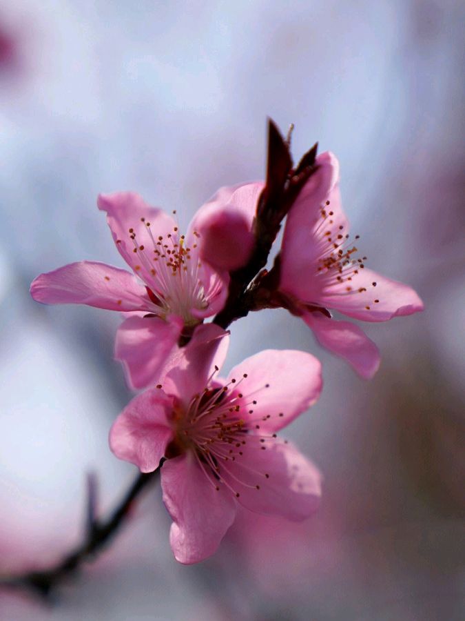 【神都诗社】第049期《桃花》（图14）