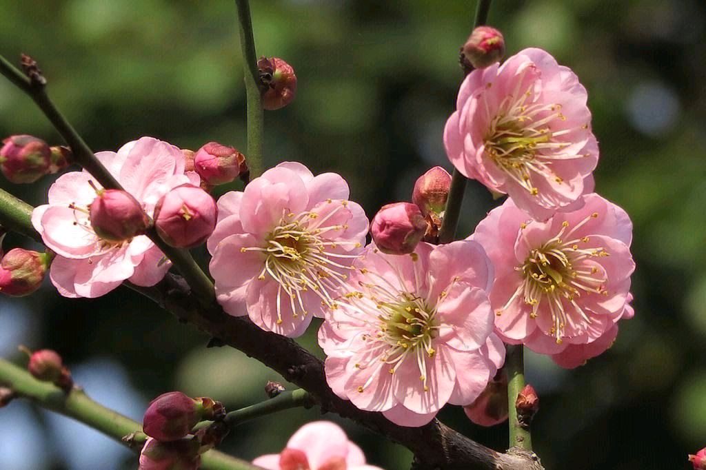 【神都诗社】第049期《桃花》（图12）