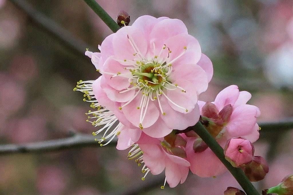 【神都诗社】第049期《桃花》（图13）