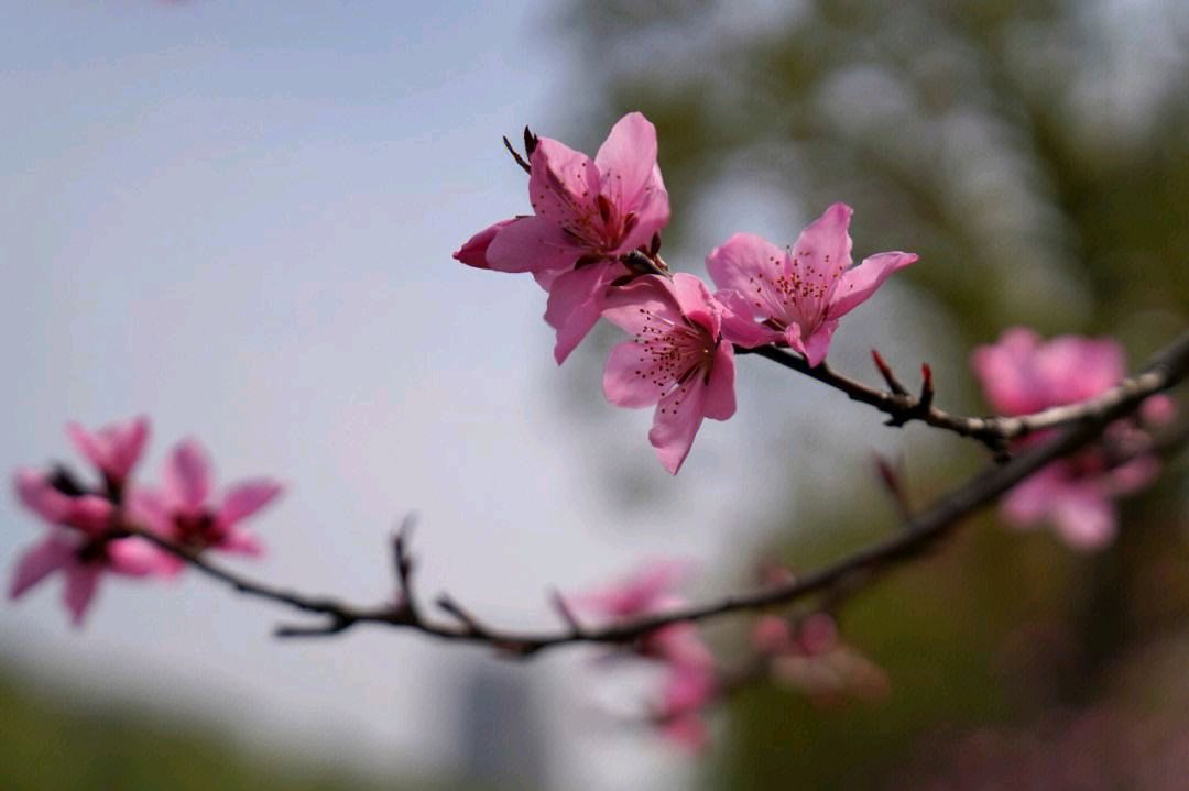【神都诗社】第049期《桃花》（图15）
