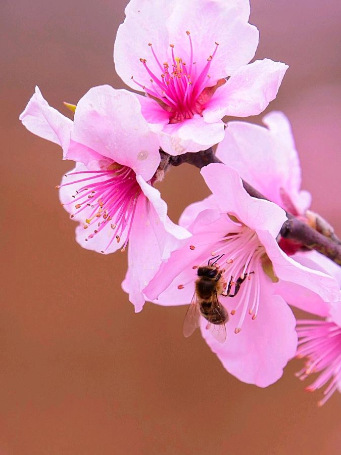 【神都诗社】第049期《桃花》（图18）